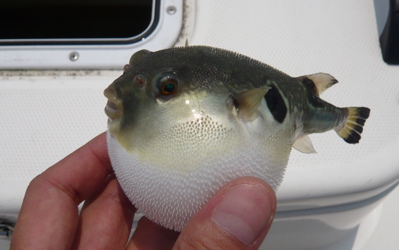 奥浜名湖のトラフグ